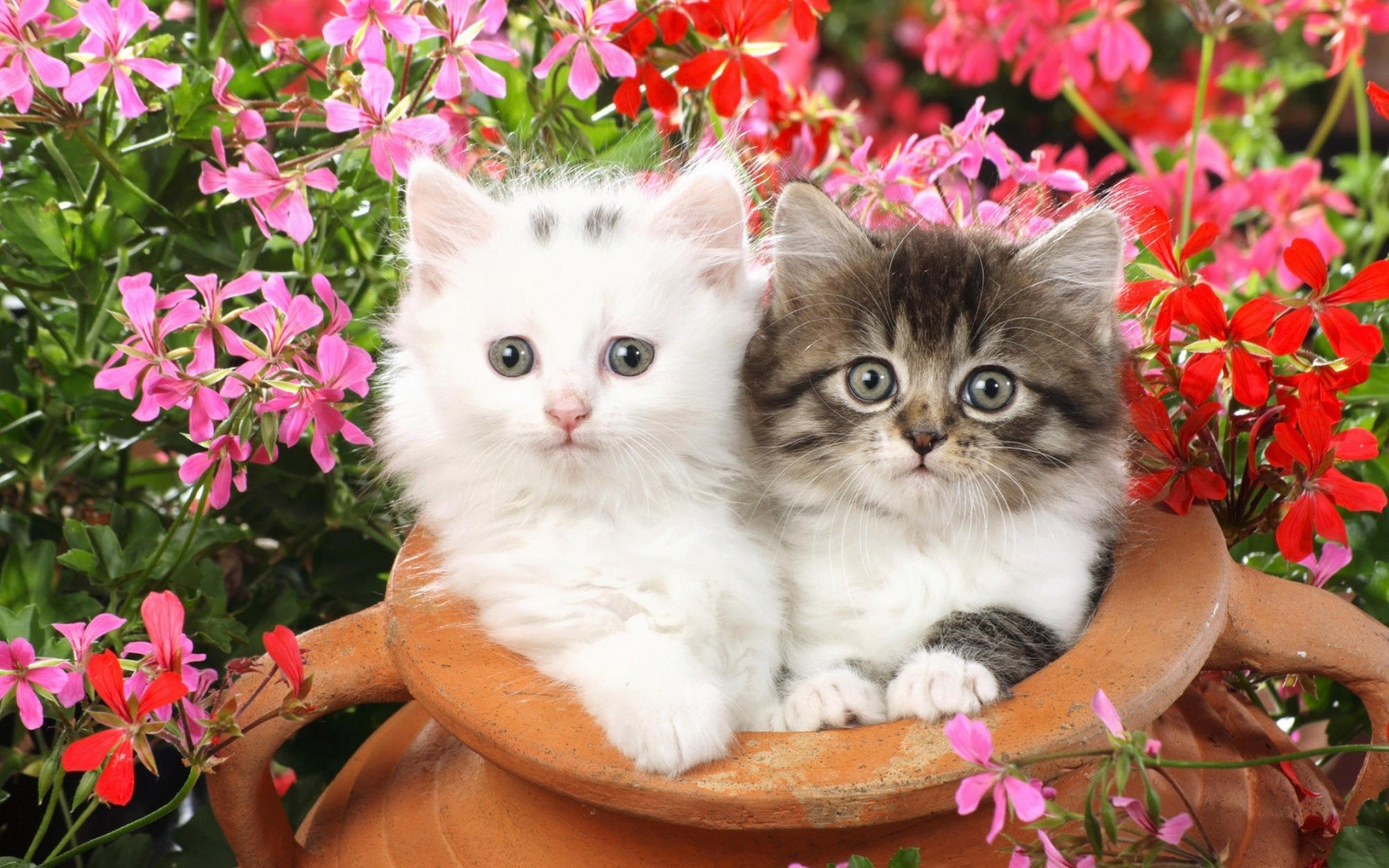 30 Cute and Lovely Cat Wallpapers for Desktop