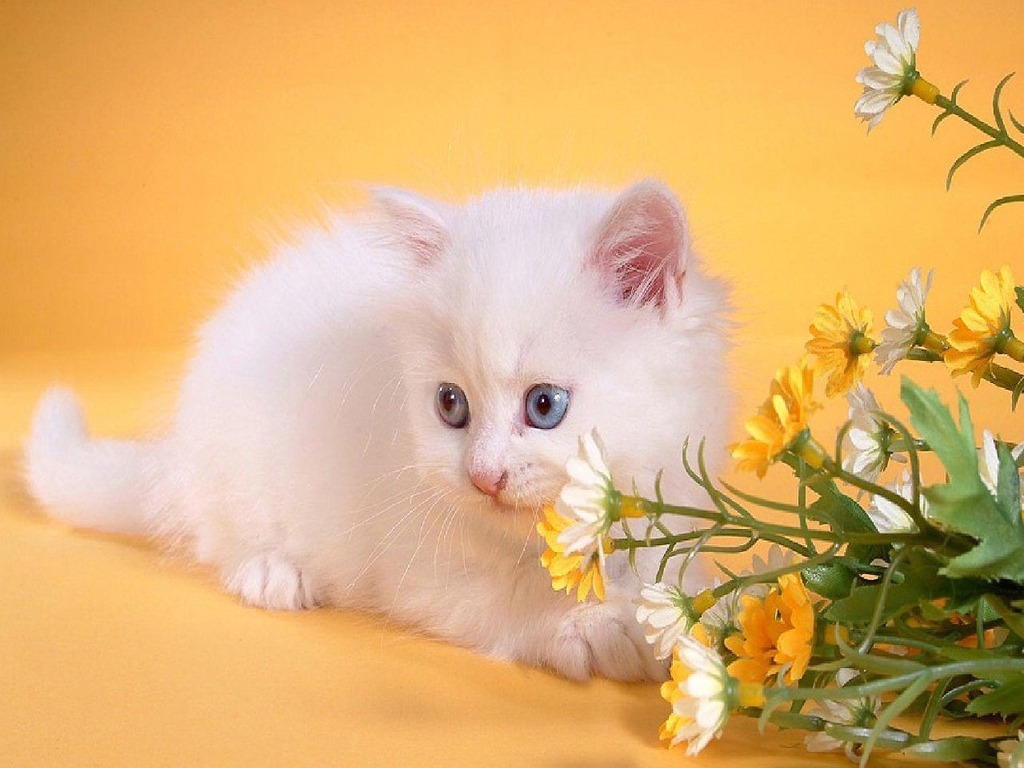 30 Cute and Lovely Cat Wallpapers for Desktop