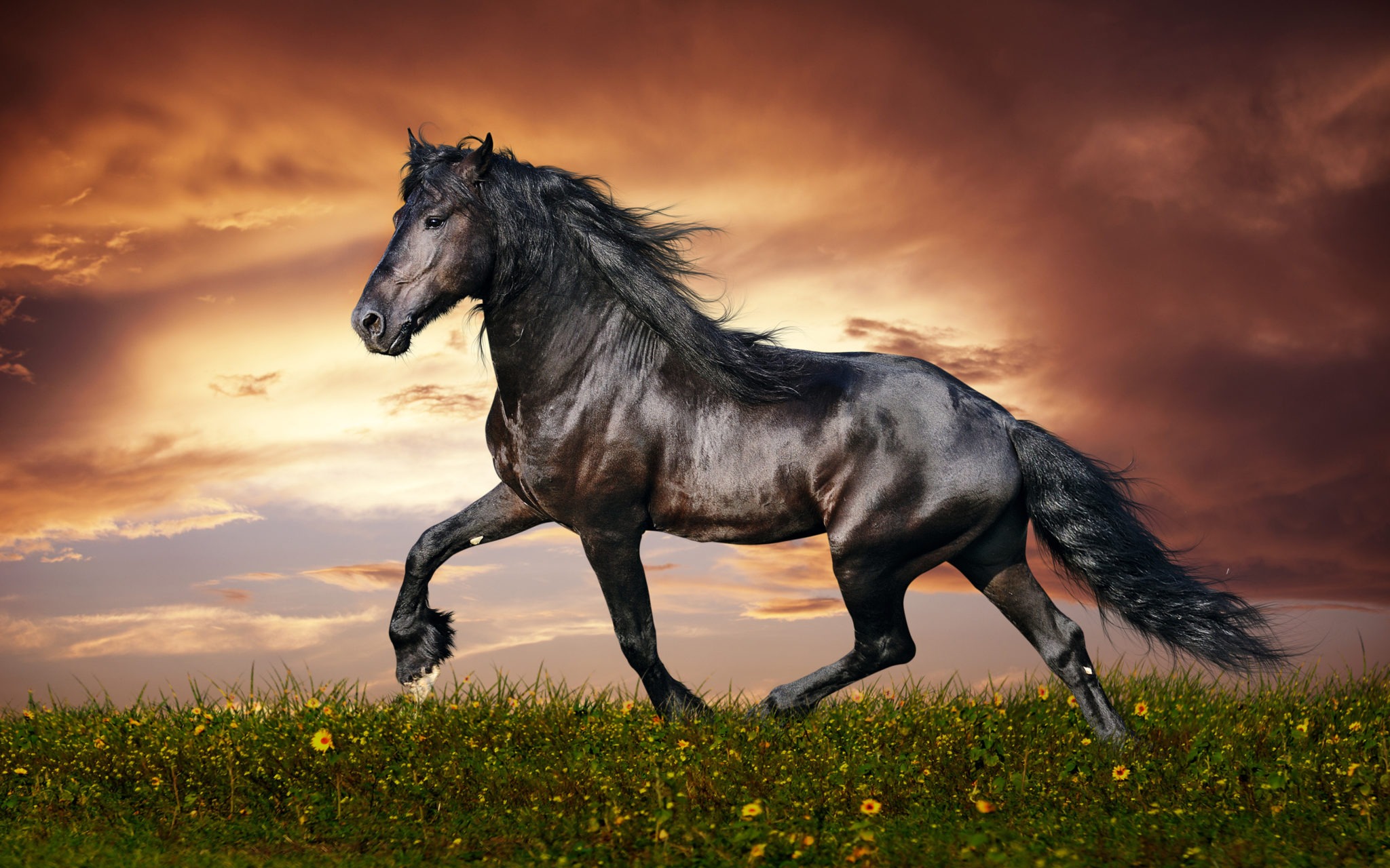 [Image: Black-Beautiful-Horse.jpg]