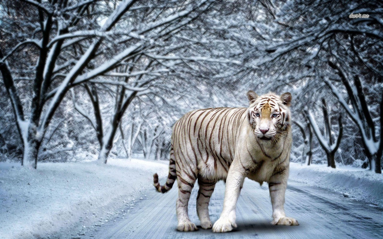 Best 35 Bengal Tiger Pictures And Wallpapers