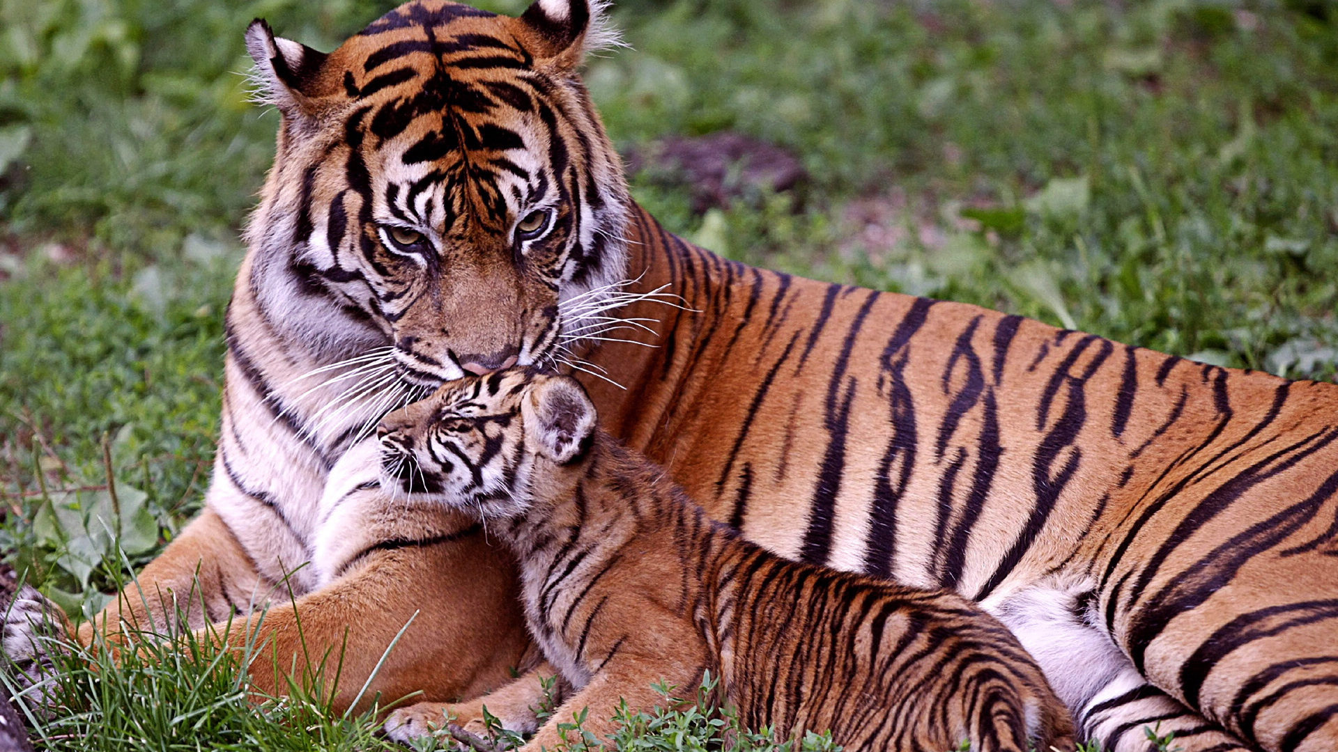 http://funpeep.com/wp-content/uploads/2015/03/Bengal-Tiger-and-baby.jpg