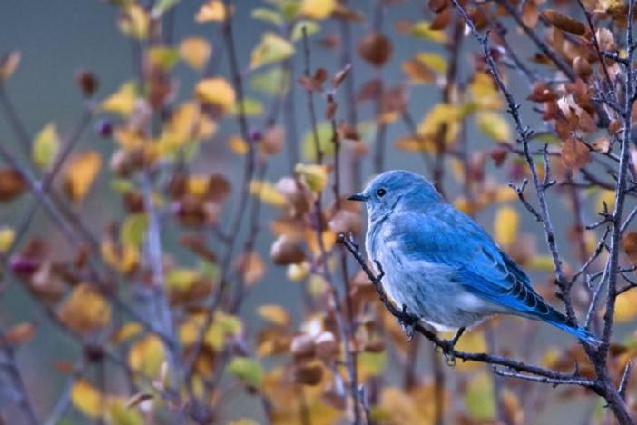 Beautiful Collection of Bluebird Pictures