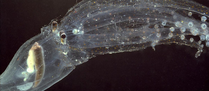 Glass Octopus