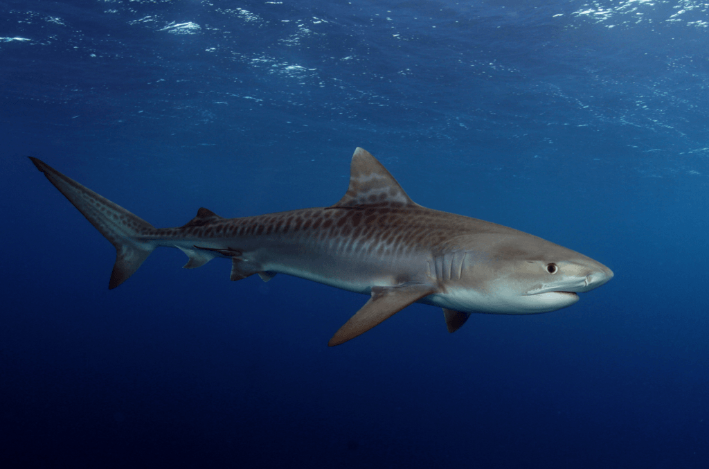 25 Tiger Shark Pictures and HD Wallpapers