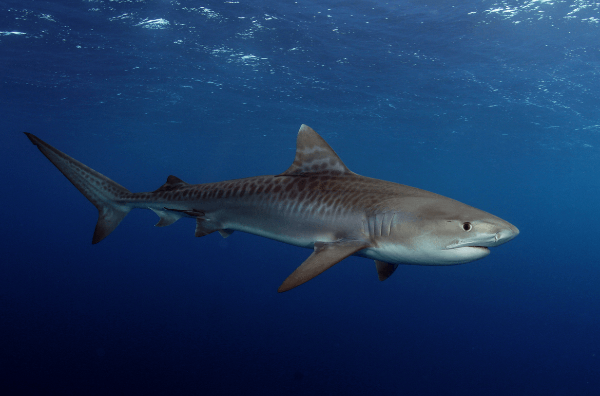 Tiger Shark Image