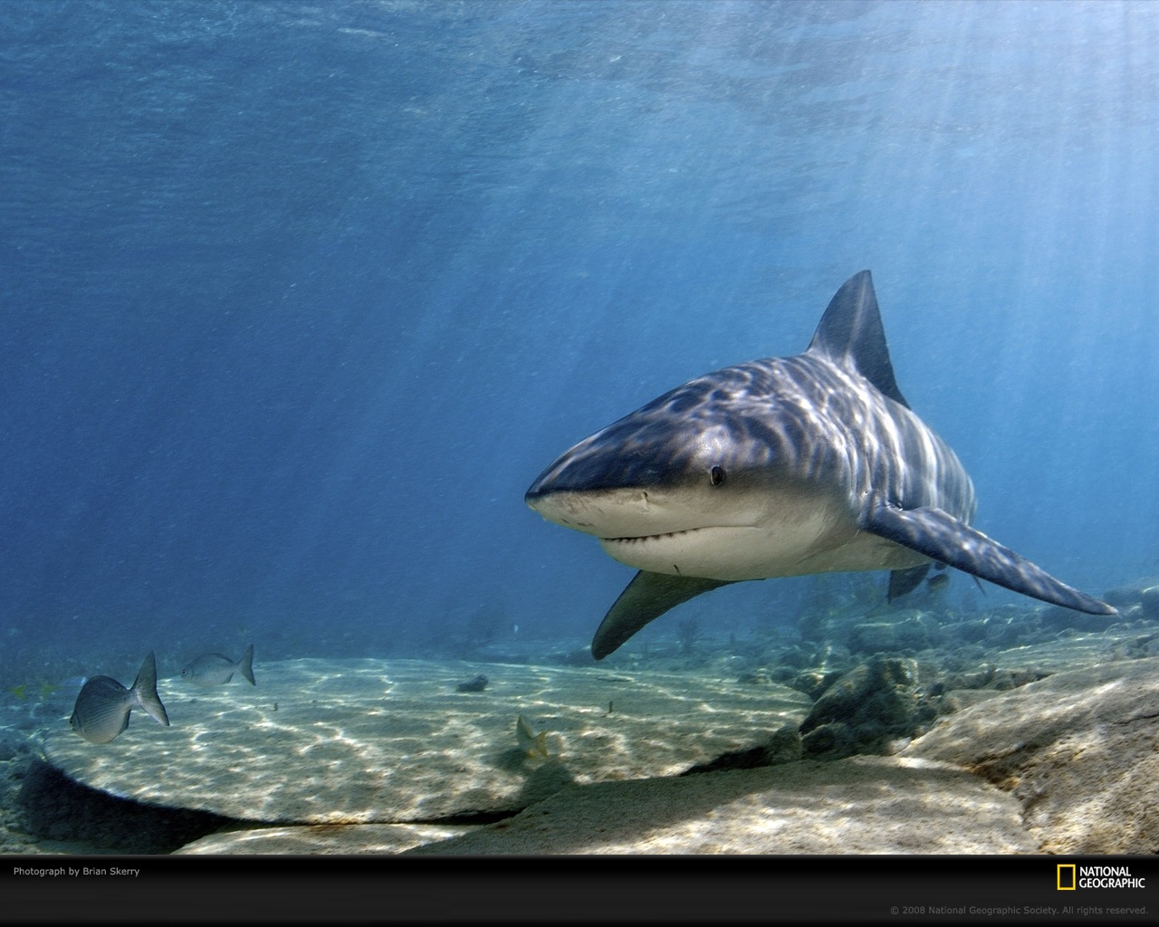 25 Tiger Shark Pictures and HD Wallpapers
