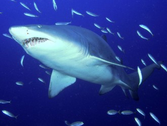 25 Tiger Shark Pictures and HD Wallpapers