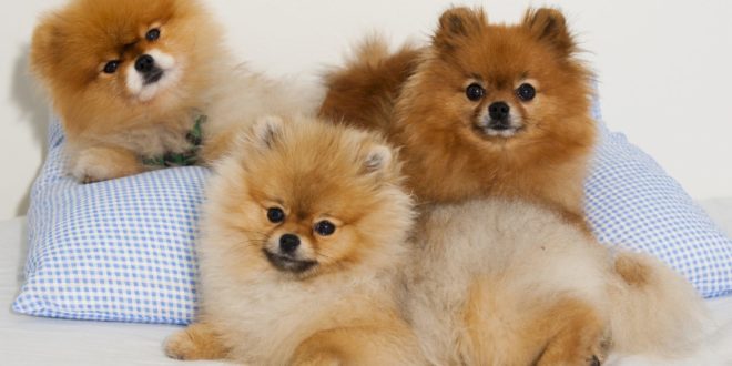 Index of /wp-content/uploads/2015/11