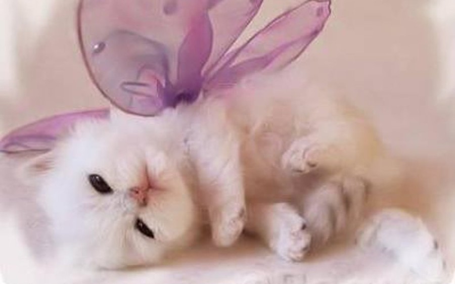 30 Cute and Lovely Cat Wallpapers for Desktop