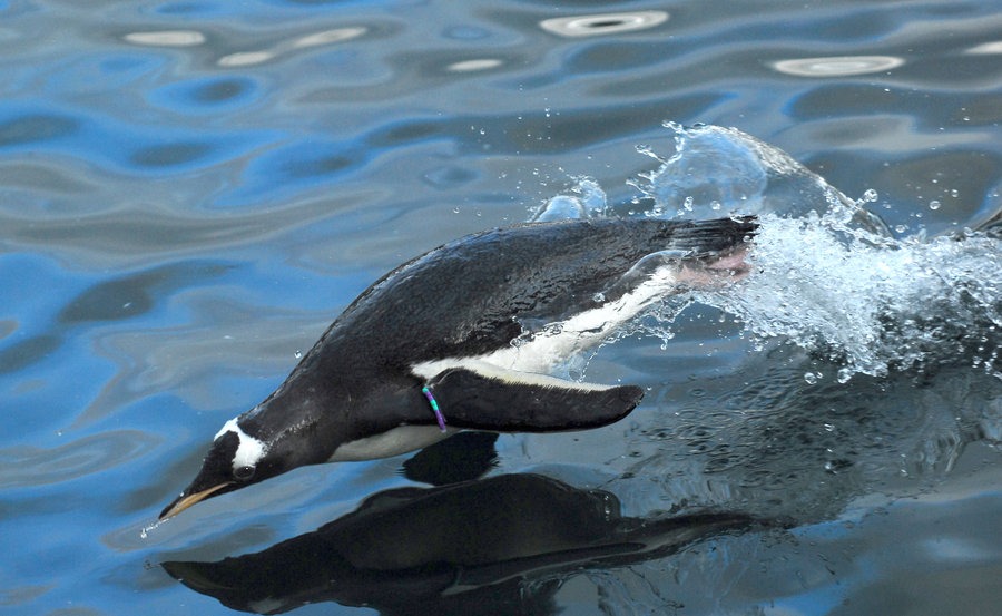 Penguin jumping out of water