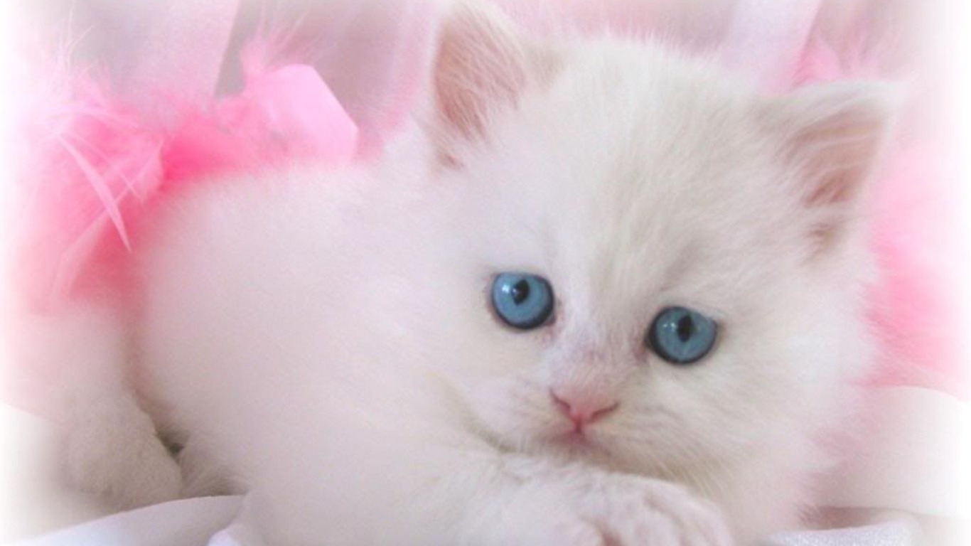 30 Cute and Lovely Cat Wallpapers for Desktop