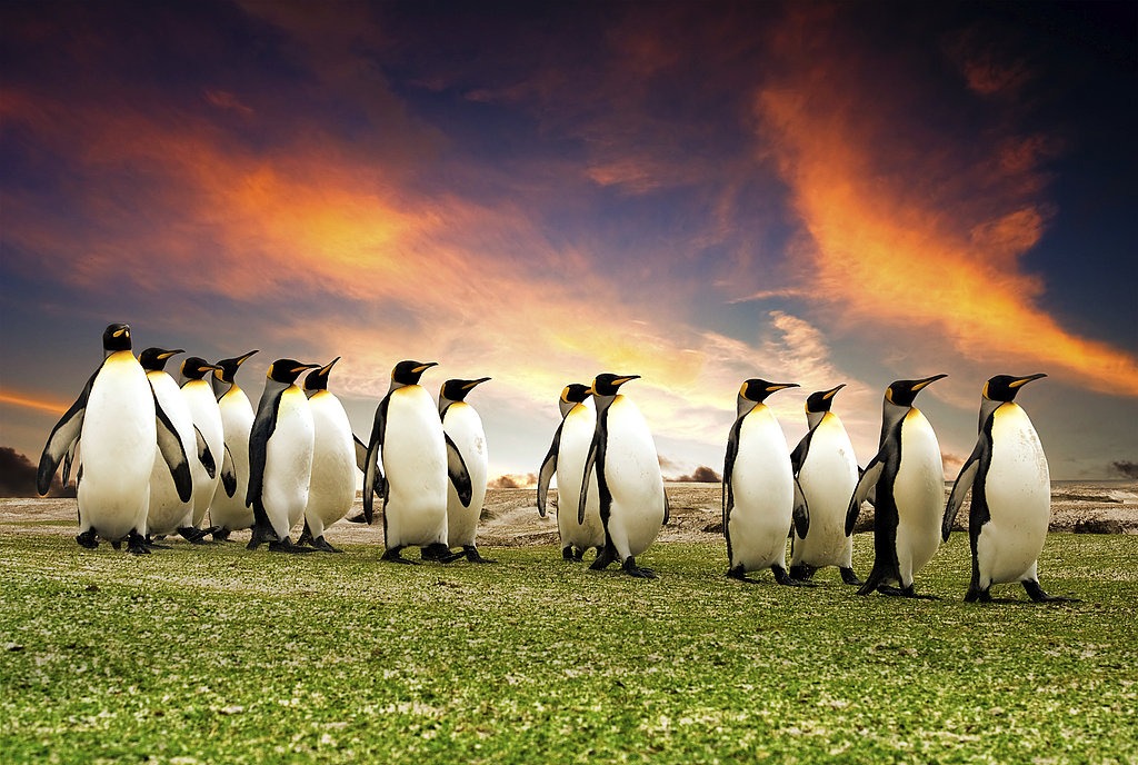 Penguins walking on grass evening sky