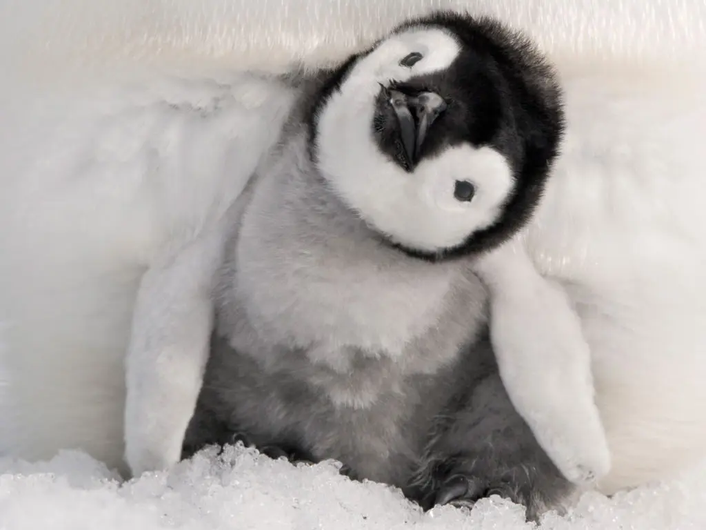 baby penguin baby penguin