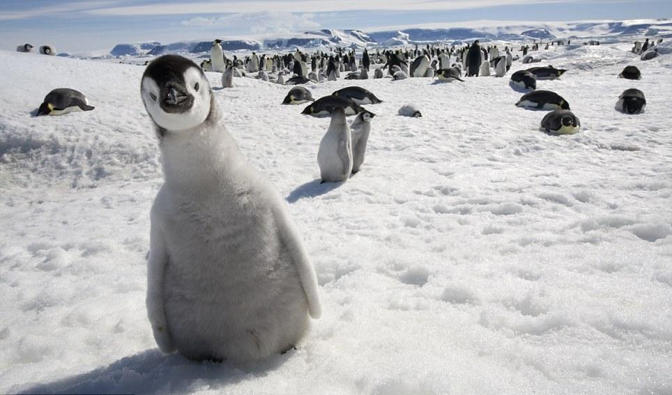 Penguins on snow enjoying sun