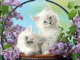 two blue eyed cats wallpaper