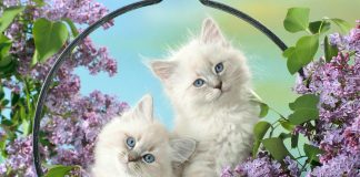 two blue eyed cats wallpaper