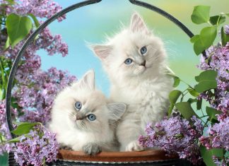 two blue eyed cats wallpaper