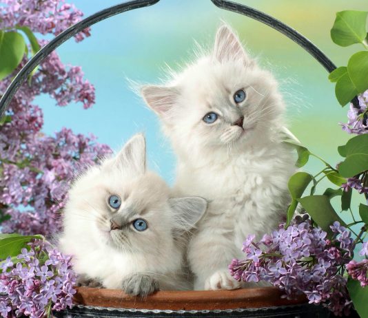 two blue eyed cats wallpaper