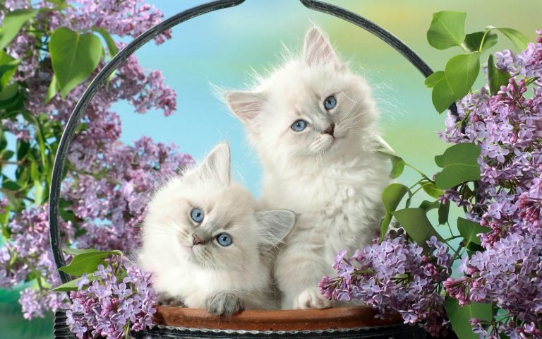 two blue eyed cats wallpaper