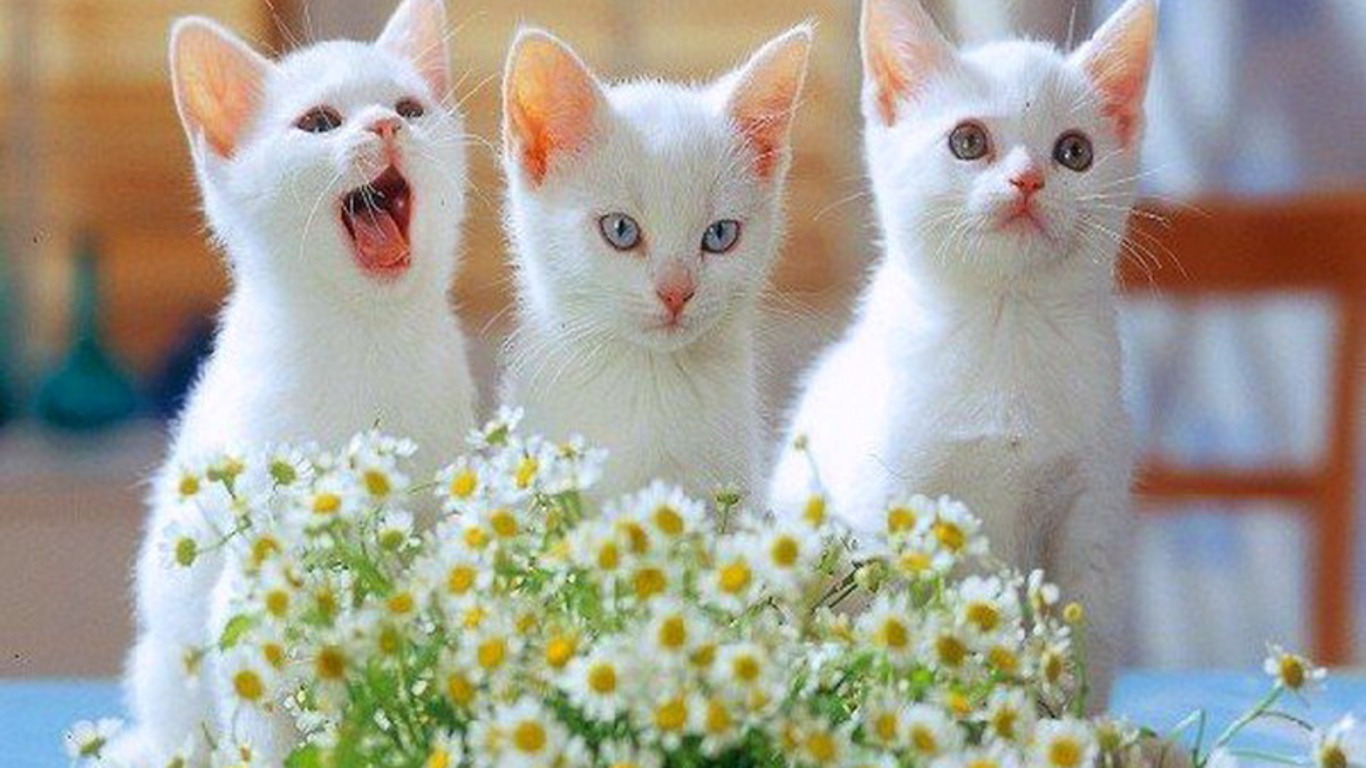 30 Cute and Lovely Cat Wallpapers for Desktop