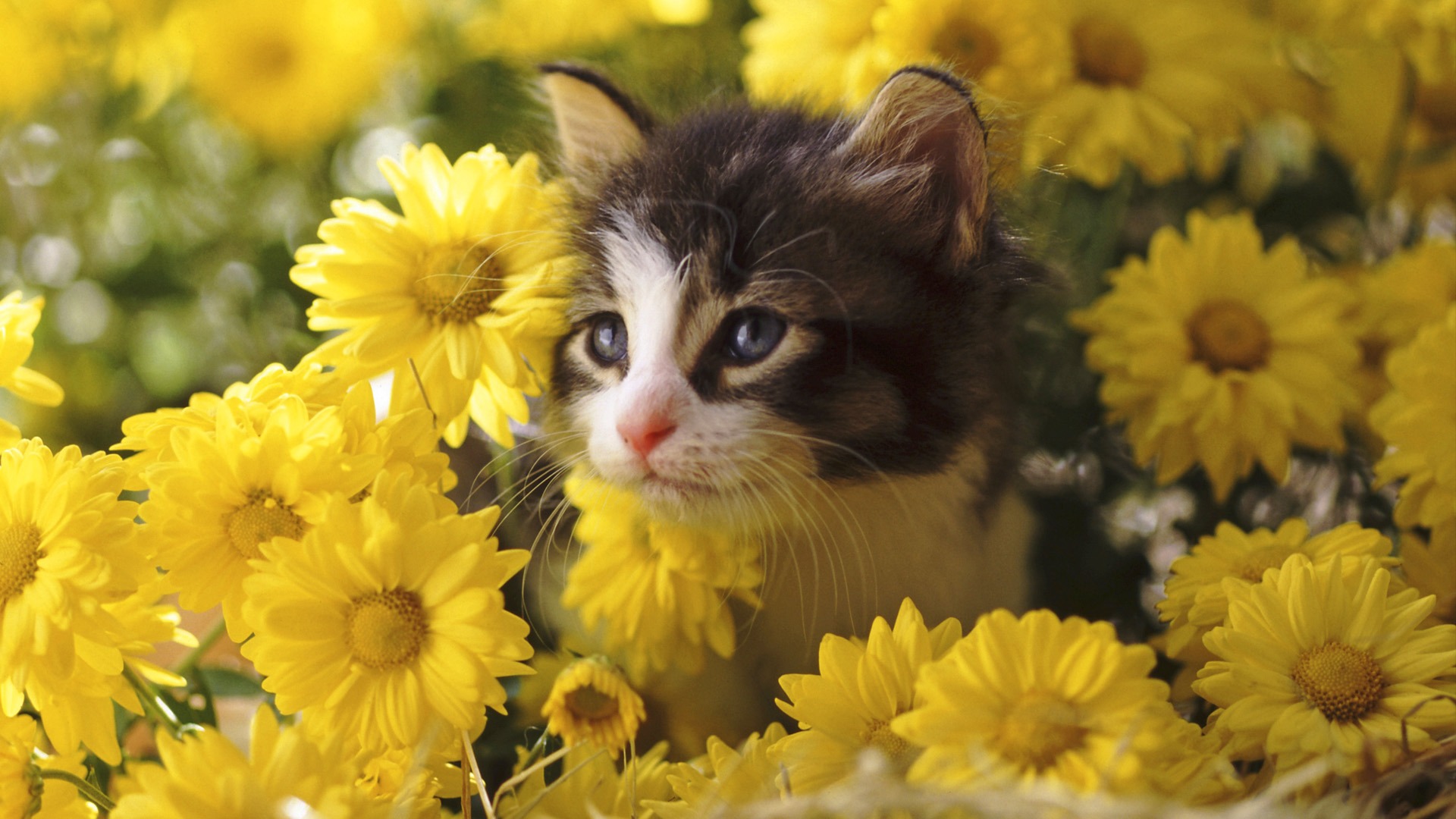 30 Cute and Lovely Cat Wallpapers for Desktop