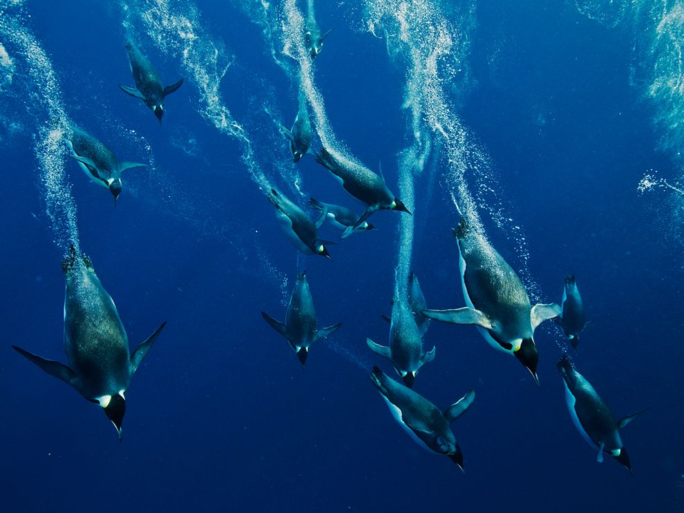 Emperor penguin diving deep waters