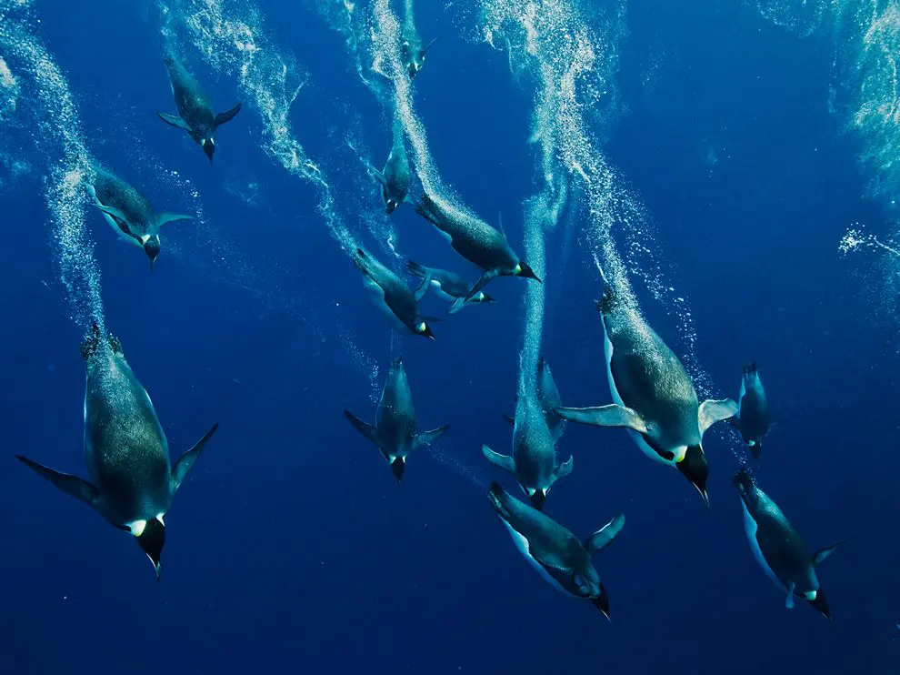 Emperor penguin divers Emperor penguin diving deep waters