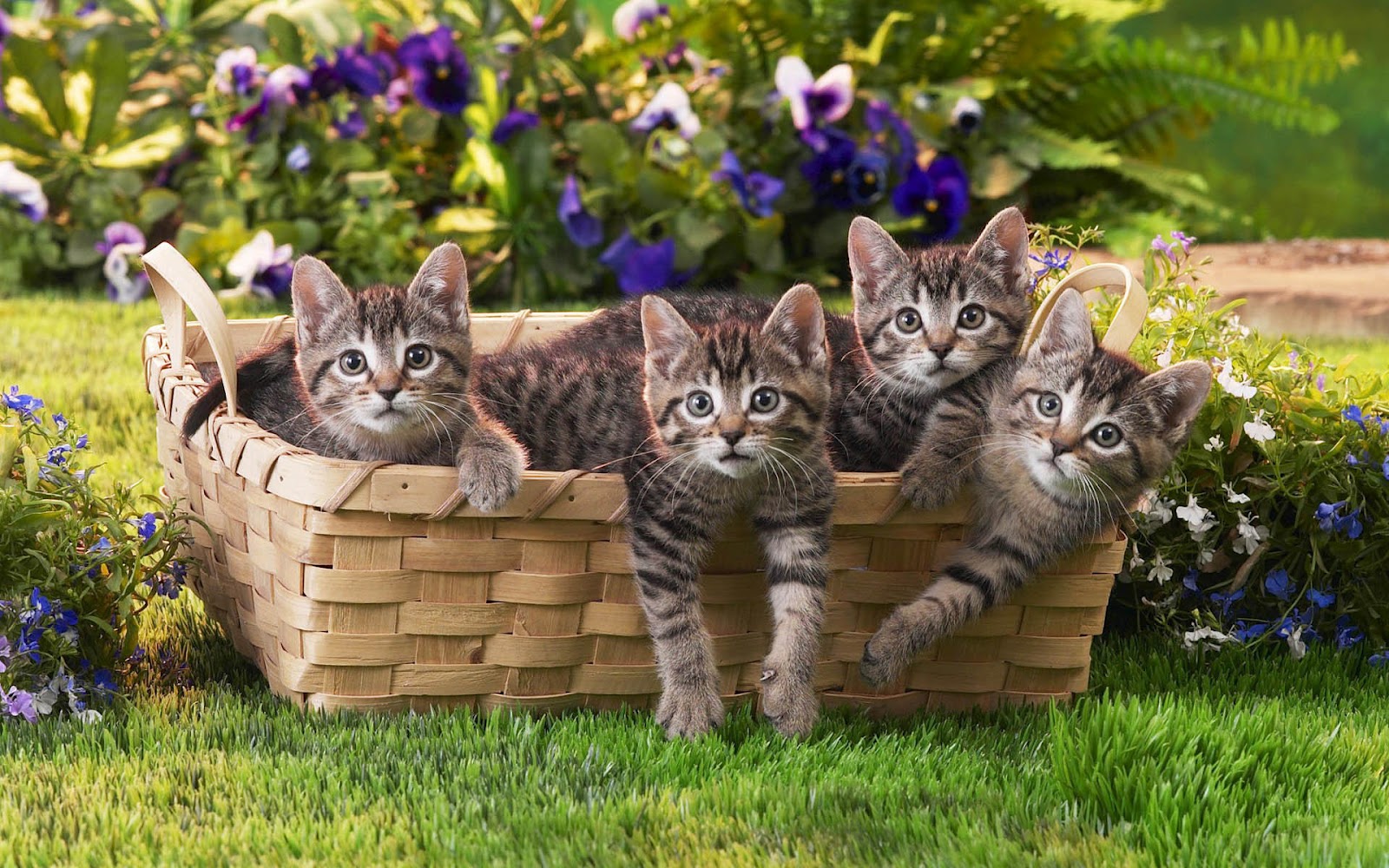 30 Cute  and Lovely Cat  Wallpapers  for Desktop