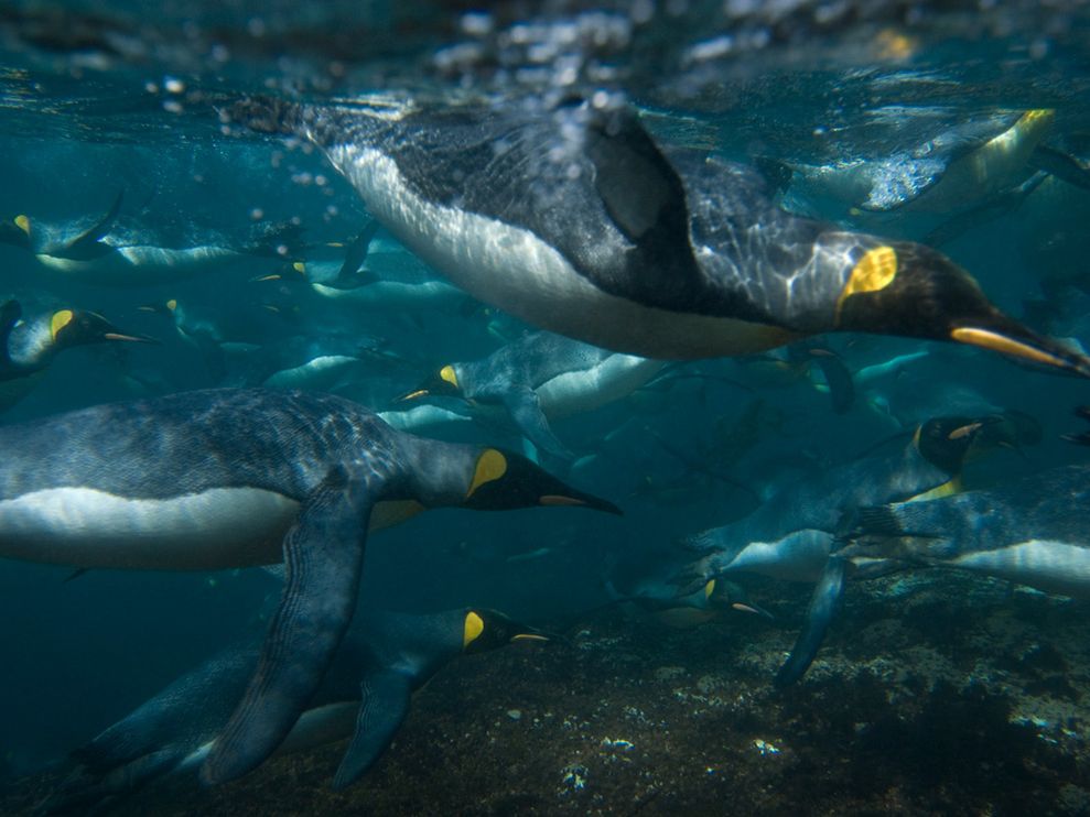 King penguins swimming