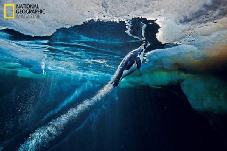 Emperor Penguin launching out of water