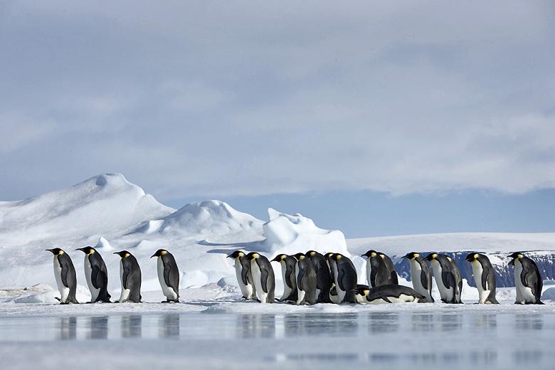 Penguins marching on ice