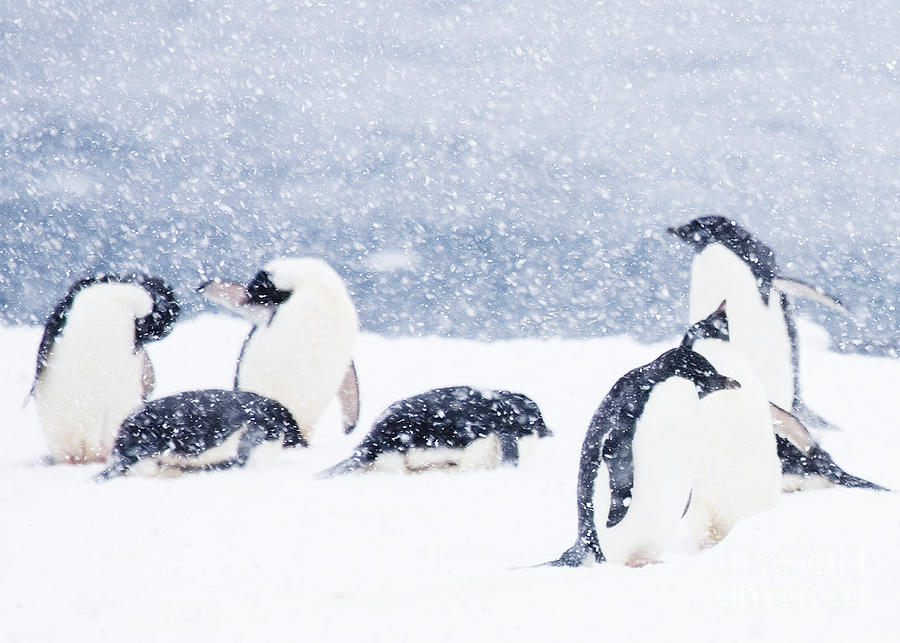 Penguins standing in snowfall