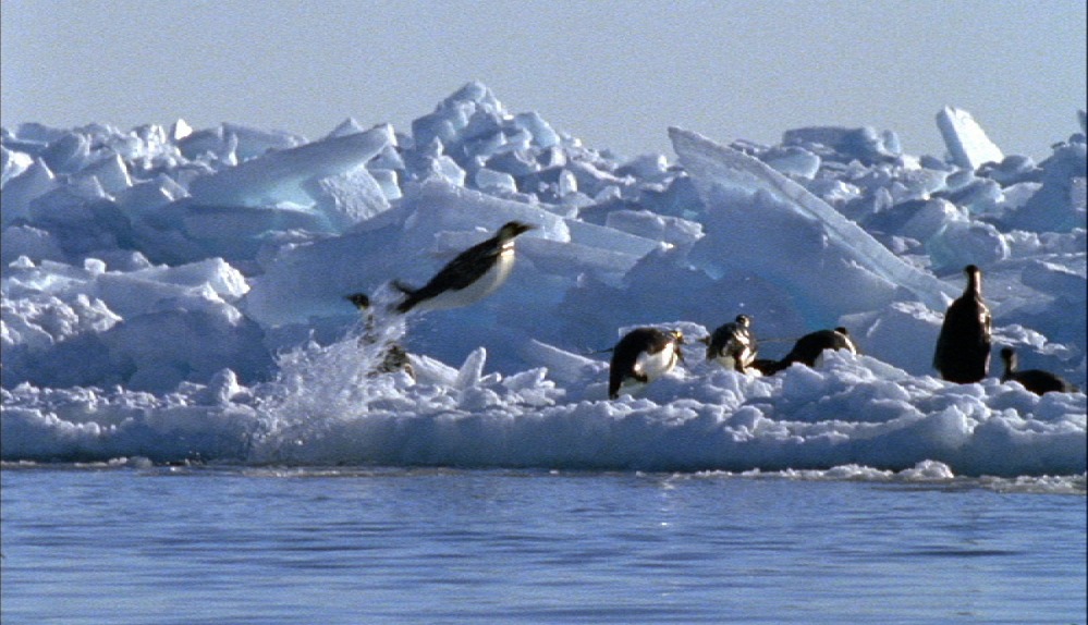 Penguin leaping out of water