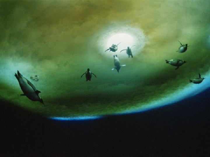 Penguins underwater