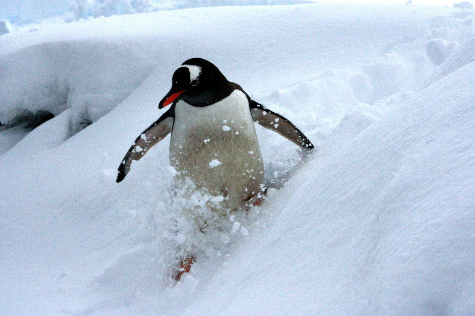 Пингвины катаются с горки