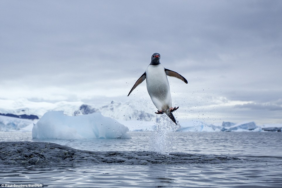 Penguin jumping out of water