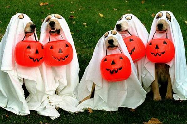 Funny Dog halloween costumes