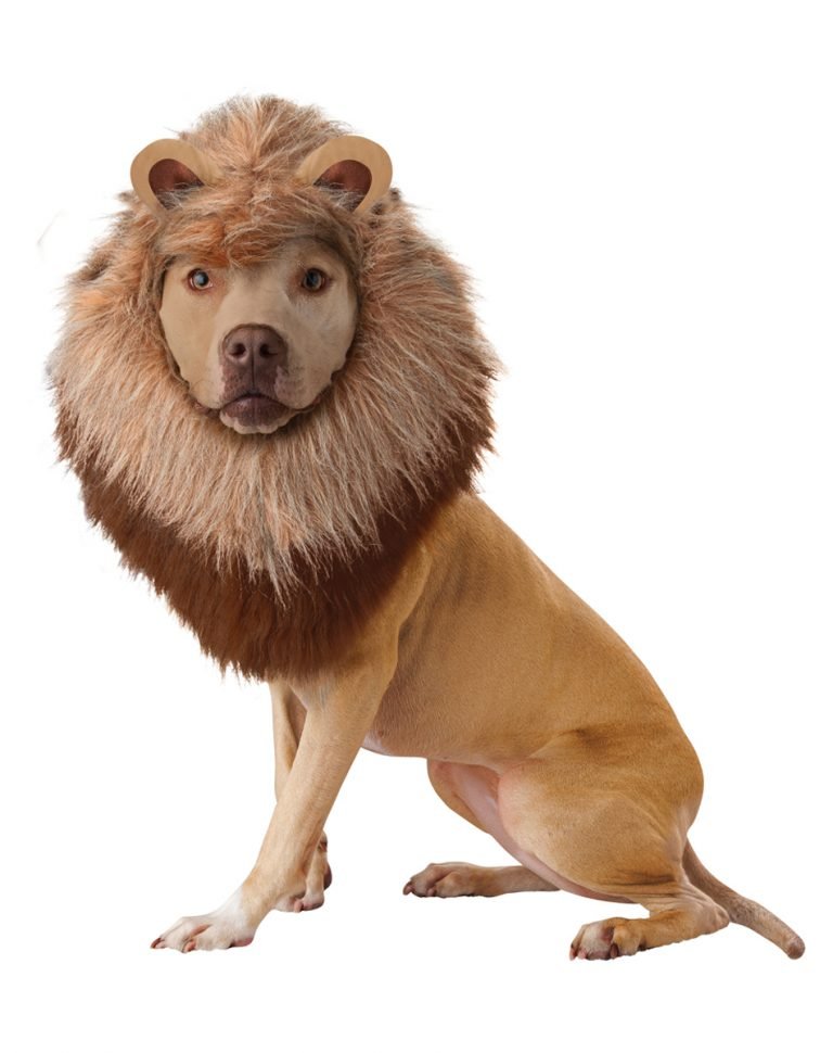 Lion Dog Costume