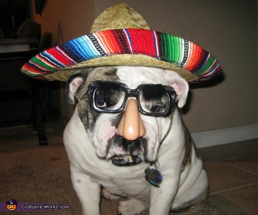 Mexican Dog costume