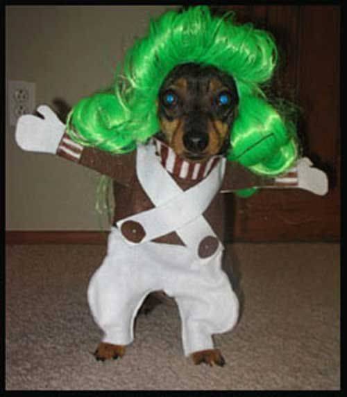 Oompa loompa dog costume