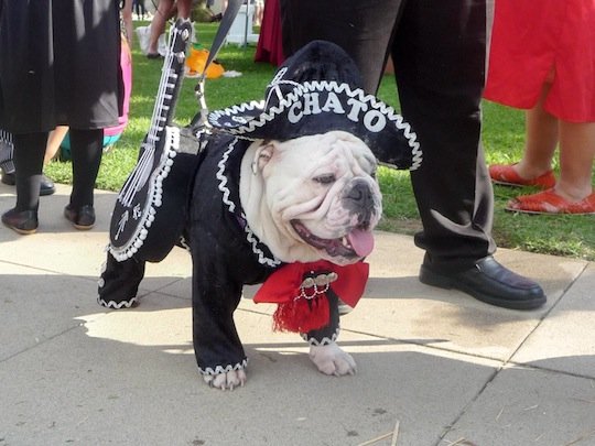 Rock Star Dog Costume