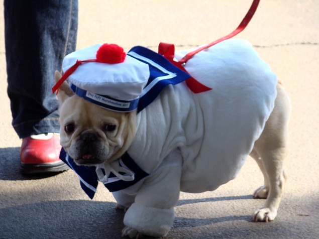 Sailor Dog Costumes