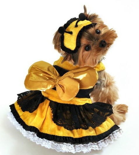 bumble bee dog costume