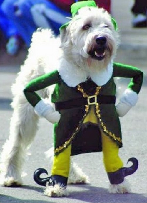 dog costume irish