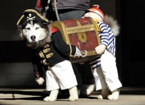 dog pirate halloween costume