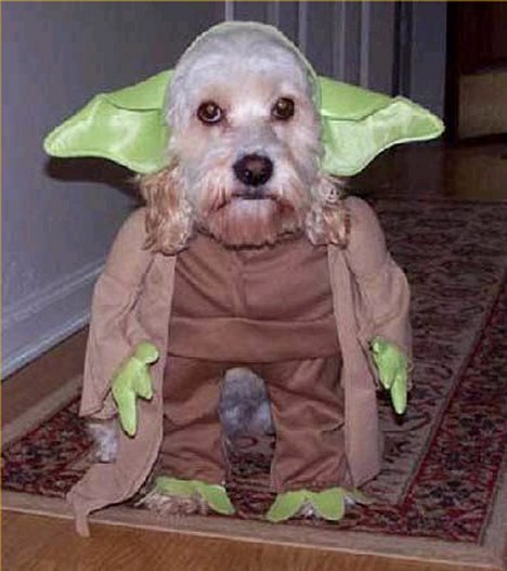 dog yoda halloween costume