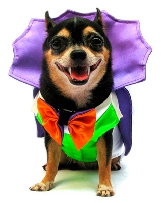 dracula halloween dog costume