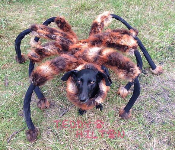 giant spider dog costumes