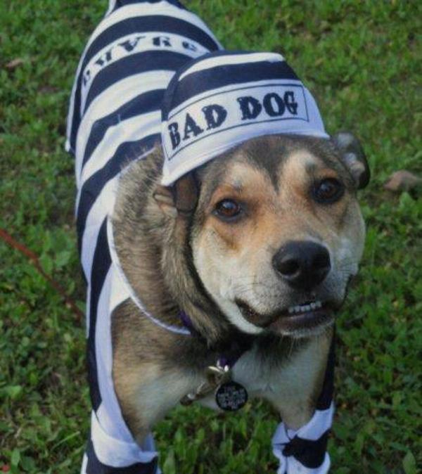 prison dog halloween costume