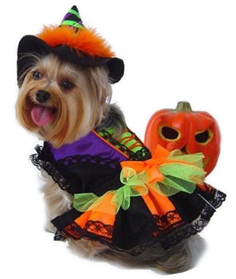 witch halloween dog costume